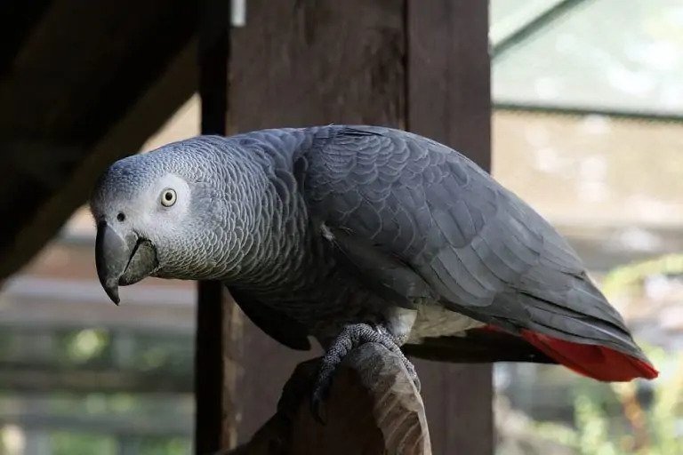 African Grey Parrots