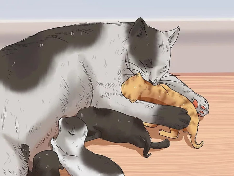آموزش گربه مادر به بچه گربه