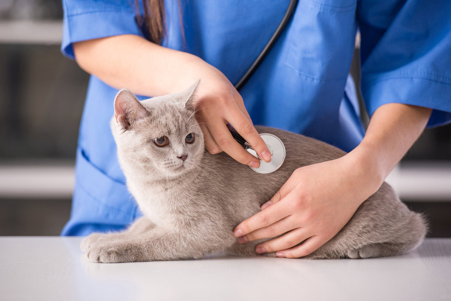 تشخیص بالینی بارداری در گربه‌ها