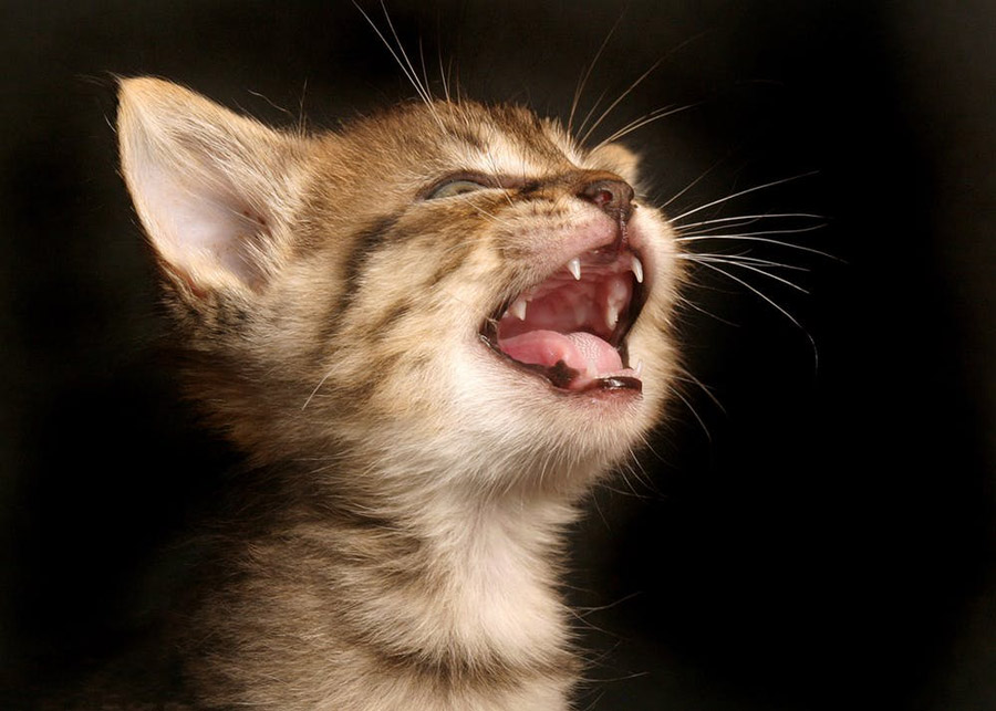دندان شیری بچه گربه