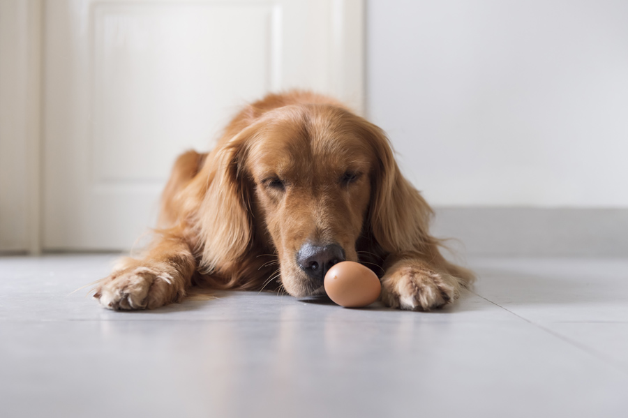 خطرات تخم مرغ برای سگ