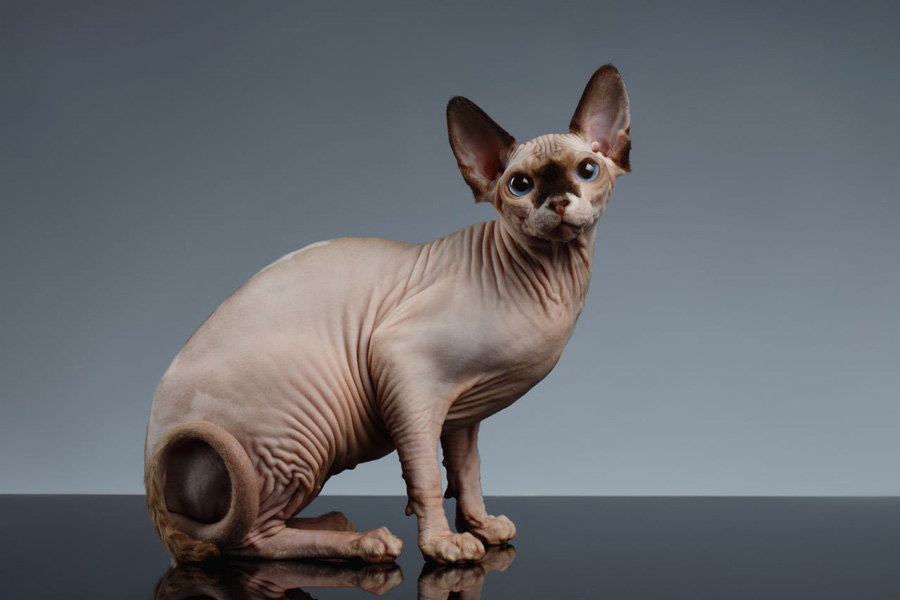 معرفی نژادهای گربه: اسفینکس (Sphynx)