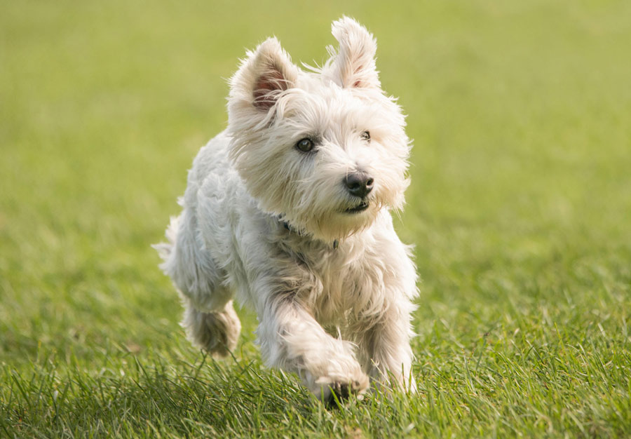 تریر سفید وست هایلند (West Highland White Terrier)