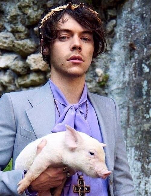 هری استایلز در کنار خوک