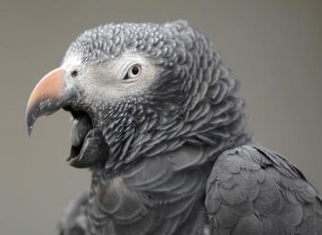 african-grey-parrot-yawning.jpg