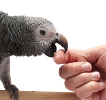 why-african-grey-parrot-biting.jpg