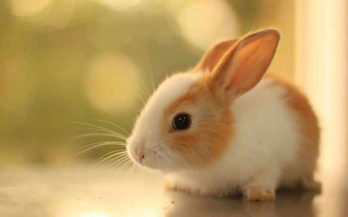 نژادهای کوچک خرگوش
