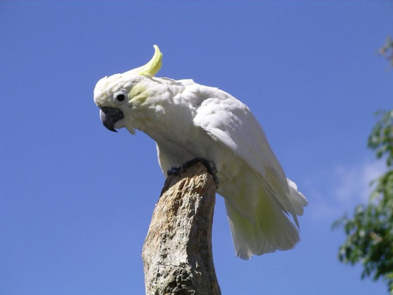 یک طوطی با اندازه‌ی متوسط (حدودا ۳۴ سانتیمتر)، که طول آن به ۳۴ سانتیمتر می‌رسد. این پرنده پرهایی به رنگ سفید و کاکلی زرد رنگ دارد، که همین موضوع علت نامگذاری آن به کاکل‌زری است. طوطی کاکلی کاکل‌زری بومی استرالیا و گینه‌ی نو است.