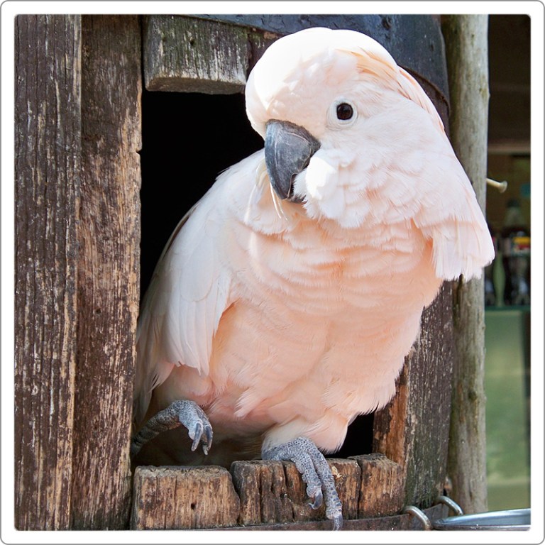 یکی از بزرگترین گونه‌های طوطی‌های سفید است که ممکن است طول آنها به ۴۵ تا ۵۰ سانتیمتر برسد. در نگاه اول صورتی کمرنگ دیده می‌شود. اما وقتی پرهای تاج خود را باز می‌کند به رنگ نارنجی است. زیر بال‌ها و دم آنها زرد رنگ است. این پرنده بومی اندونزی و متوسط عمر آن ۴۰ تا ۶۰ سال است.