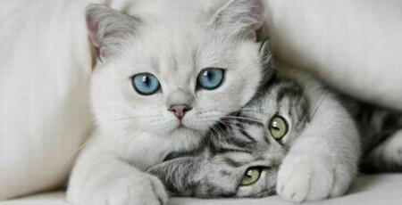عطسه در بچه گربه‌ها