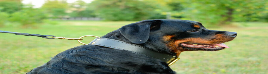 آشنایی با نژادهای سگ: روتوایلر