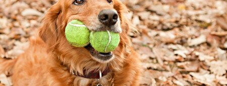 آشنایی با نژادهای سگ: رتریور طلایی
