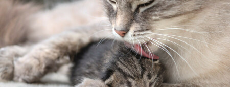 کمک به گربه باردار در طول زایمان