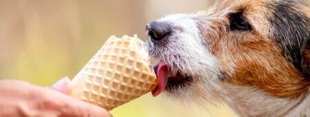 آیا سگ‌ها می‌توانند بستنی بخورند؟