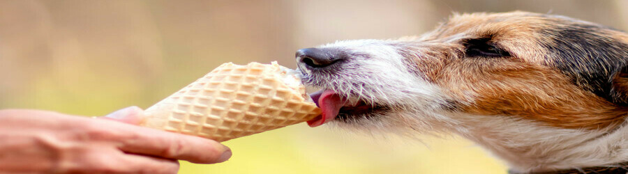 آیا سگ‌ها می‌توانند بستنی بخورند؟