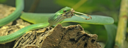 آشنایی و نگهداری از مارهای سبز (Green Snakes)