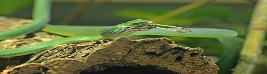 آشنایی و نگهداری از مارهای سبز (Green Snakes)