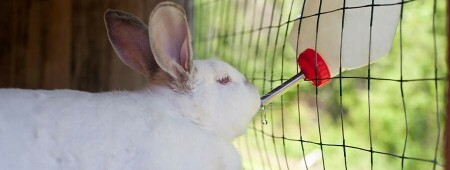 رژیم غذایی مناسب خرگوش
