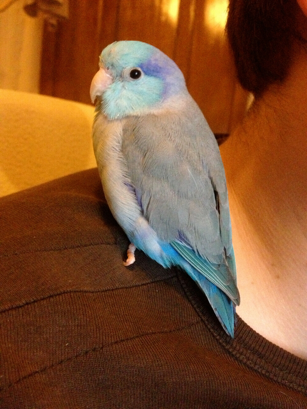 Parrotlets Are the Smartest Parrots__.png