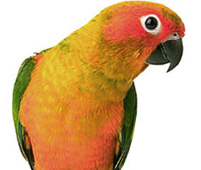 ClockSingleSunConure.jpg