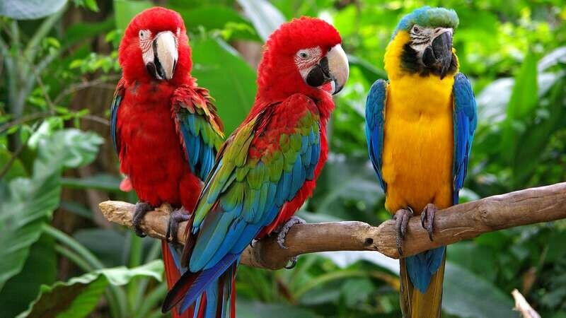 facts-parrots.jpg