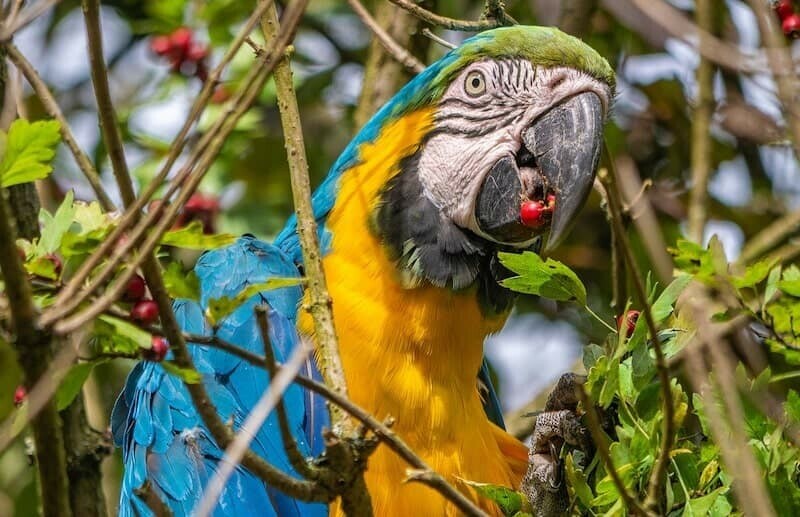 parrot-eating-min.jpg