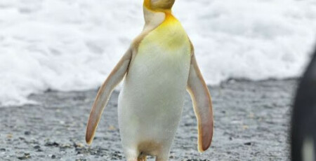 پنگوئن زردی که باعث شگفت زدگی دنیا شد|هفت طوطی
