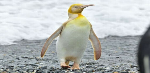 پنگوئن زردی که باعث شگفت زدگی دنیا شد|هفت طوطی