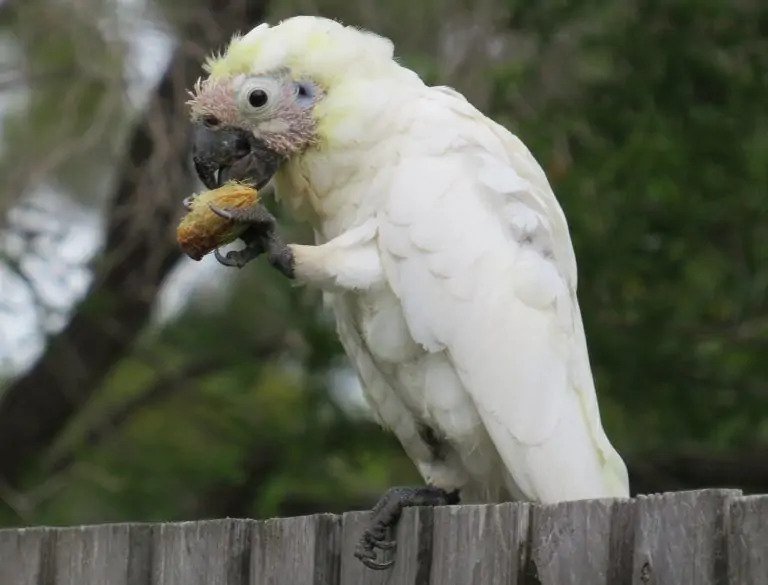 Cockatoos parrot