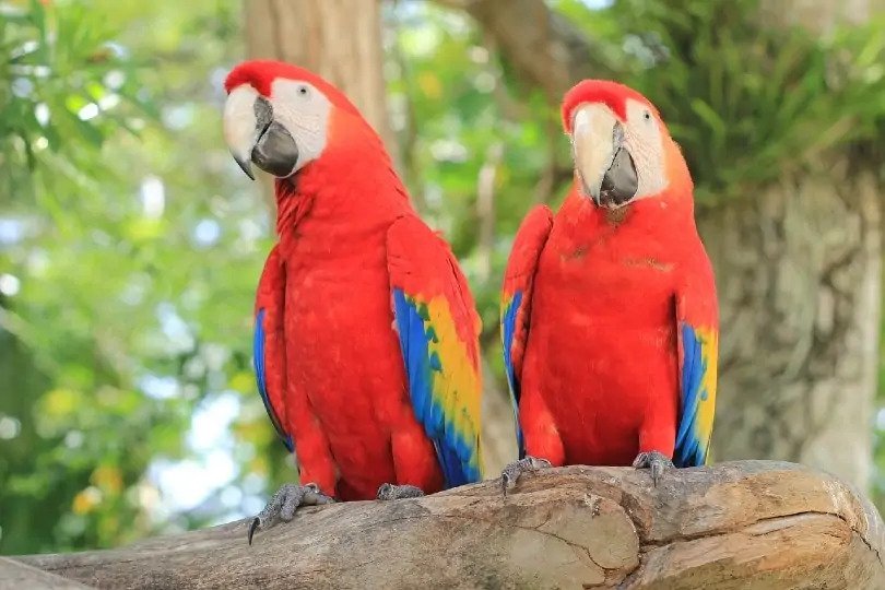 Macaws parrot