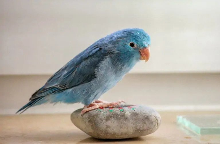 Parrotlet parrot